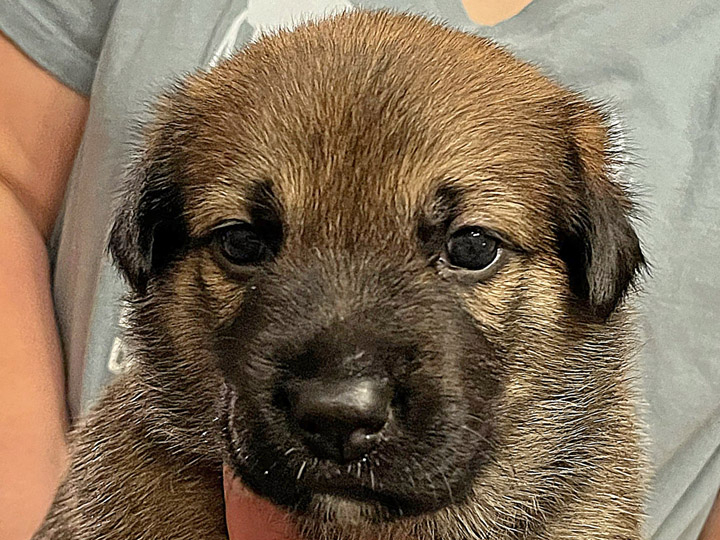 chinook puppy